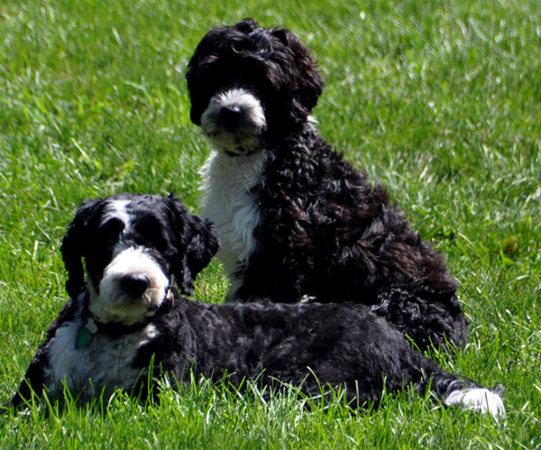 Black and white Portuguese Water Dog puppy play time